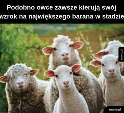 januszzczarnolasu - Krakowskie ZOO ocenzurowało konkurs na mema. Owca to "treści poli...