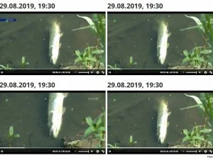 LoginZajetyPrzezKomornika - TVP pokazało jedną, zdechłą rybę 24 razy (awaria "Czajki"...