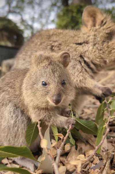 hcbadixhc - Nie dadzą zjeść w spokoju!
#quokka #quokkanadzis #zwierzaczki