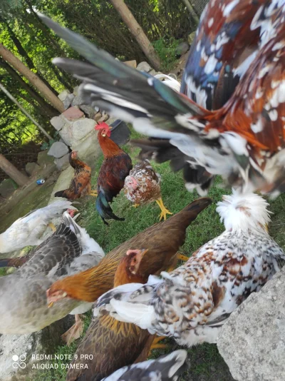 K.....2 - Wrzucę jeszcze kilka zdjęć starszych kurczaków. Na tagu #pankurczak można o...
