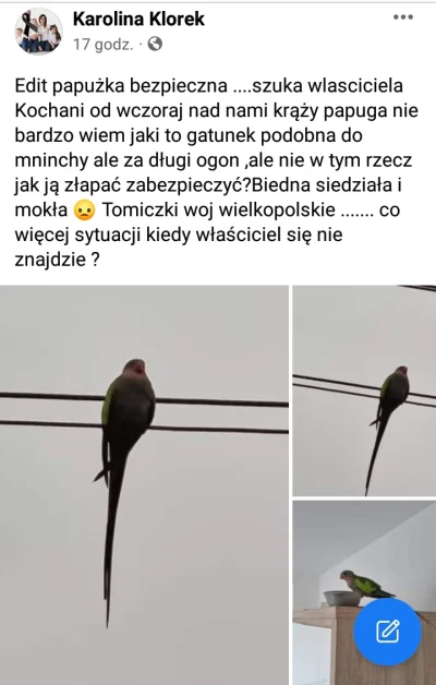 anastazjangela - Tomiczki / woj. wielkopolskie / powiat poznański - znaleziona papuga...