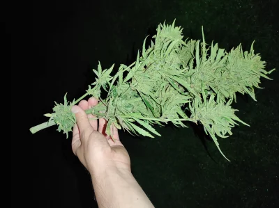 Ziemniak43212 - @nocny-mirek: Nie, nie, marihuanę trzymam gdzie indziej i jej nie zap...