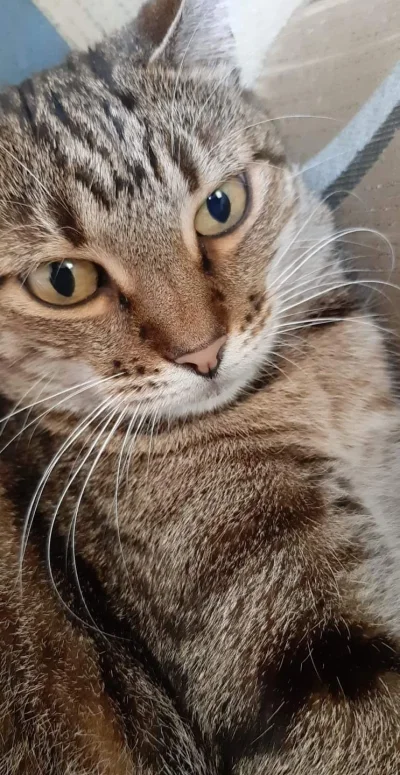 Njetopesz - #kitku zabrał telefon i zrobił sobie selfie (ʘ‿ʘ)
#koty #kot #pokazkota