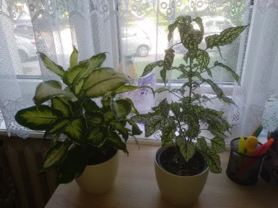 Zoyav - mam 30 roślin w mieszkaniu i lubię z nimi rozmawiać, np. po przyjściu z pracy...