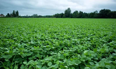 MalyBiolog - [[ANG+PL] New GM soya beans give 25% greater yield in global food securi...