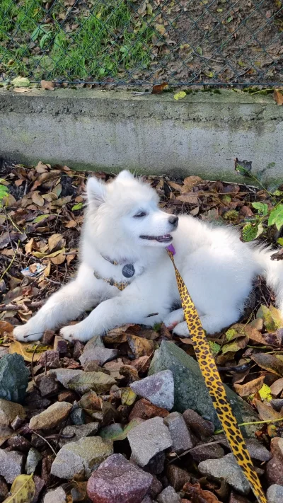 ffrankowski - @deeuss: wygląda trochę jak mini samoyed :D 
Luna pozdrawia