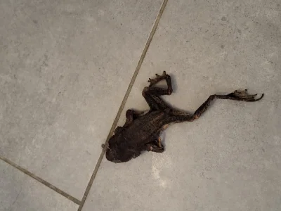 Kresse - Znalazłem ususzoną żabę w rzeczach do prania xD Ciekawi mnie jak do tego dos...