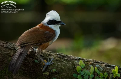 Lifelike - Sójkowiec białoczuby (Garrulax leucolophus)
Autor
#photoexplorer #fotogr...