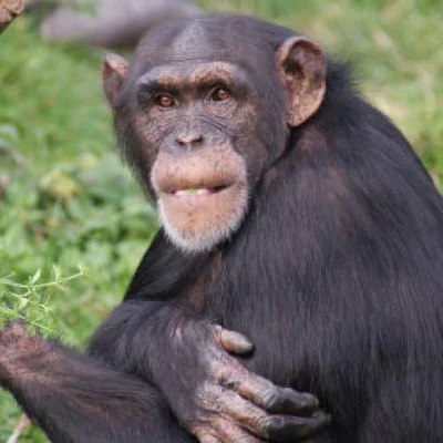 bidbid - Uprzejmie przypominam że szympans z kleosina zaczynał karierę na szkolnej od...