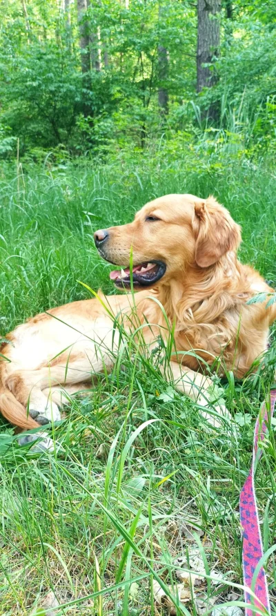 rav23 - @Sefton: Golden on the grass :P 
Goldeny super psy, ale też nie dla każdego ...