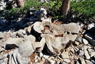 winobranie - W 1964 świadomie i legalnie ścięto najstarsze żyjące wówczas drzewo na ś...