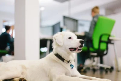 30062018 - Pracuje obecnie w miejscu coworkingowym. 
Po co ludzie biorą psy do pracy?...