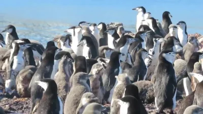 cheeseandonion - >Chinstrap Penguin colony gangs up on a predatory Giant Petrel and k...