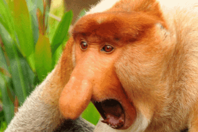 Pitex - @SargonofAkkad: