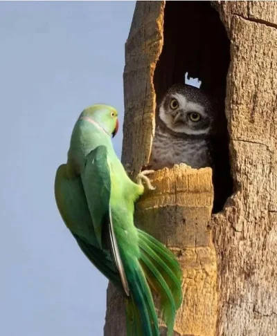 yosemitesam - #dziendobry #ptaki #ornitologia #zwierzaczki
 - Kochanie, od godziny c...