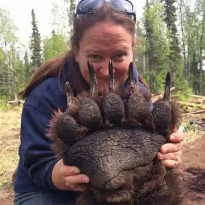 starnak - Niesamowity rozmiar łapy niedźwiedzia grizzly. To zdjęcie zostało zrobione ...