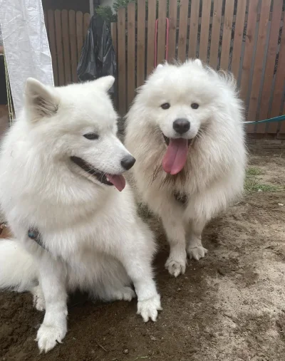 Frutis - Yoshi był dzisiaj na spotkaniu rodzinnym w hodowli (｡◕‿‿◕｡) #samoyed #pokazp...