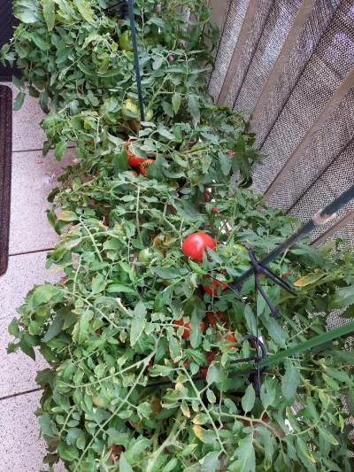 Bigbluee - A ja mam na balkonie pomidorki, uwaga Syberyjskie samo kończące, odporne n...