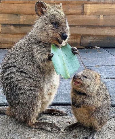 hcbadixhc - Okrąglak. 
#quokka #quokkanadzis #zwierzaczki