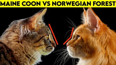 ReeceWithouterpoon - @karolhh: maine coon od norweskiego. Norweskie mają też dłuższe ...