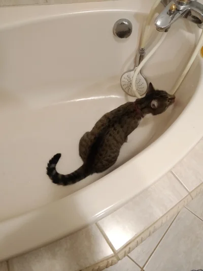 TomgTp - Obserwuję jak kot pije krople wody z wanny.