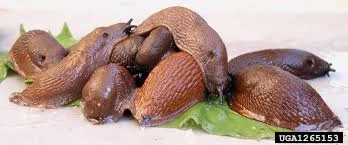 arinkao - @Dzienpachniejakpoczatek: Lubię ślimaki, w ogóle mnie nie brzydzą. Nie mogł...