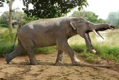 C.....m - @Desz: Platybelodon, ze wszystkich przodków słonia tego chyba najbardziej P...