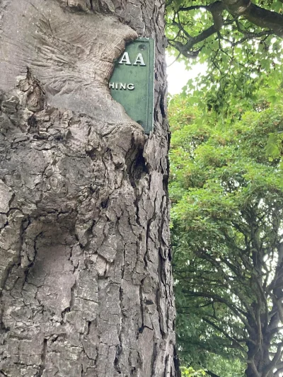 cheeseandonion - #drzewa #yorkshire