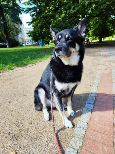 s.....i - Cheyenne, 8-letni miks husky (mama) i owczarka niemieckiego (tata), wynik p...