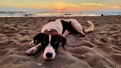 wybryk_natury - Takiego pieska spotkałam na plaży #pies #pokazpsa #pieseczkizprzypadk...