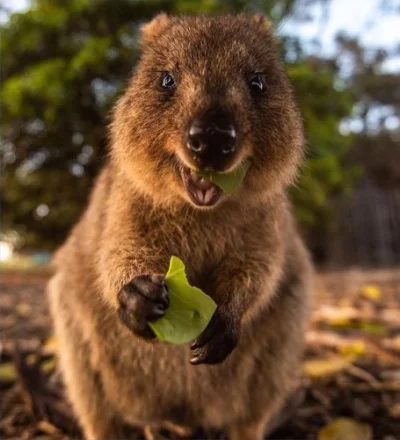 hcbadixhc - Zadowolony.
#quokka #quokkanadzis #zwierzaczki