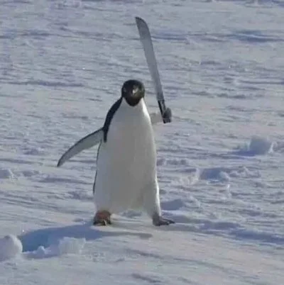 F.....r - @fuck_yeah: XD aż mi się przypomniał ten pingwin