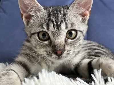 Hur4ggan - Czy "M" na czole wśród burych kotów jest popularne? #koty #kitku
