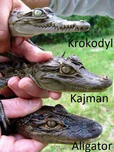 JoeShmoe - Różnice pomiędzy bliskimi krewnymi gadami - krokodyl, kajman, aligator. #c...