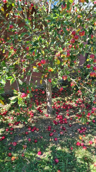 jjstok - U sąsiada na wsi od tygodnia gniją pyszne słodkie jabłka. Dobrze, że idzie j...