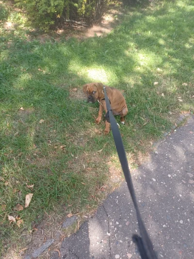 MJToshi - Pies po wczorajszych 25km spaceru/zabawy nie chce mi dzisiaj iść xD


#p...