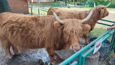 venomik - Mirabelki i Mirki z #poznan - jeśli zastanawiacie się co można robić w nasz...