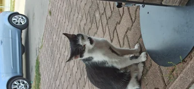 Fazik - Kitler kręcił się obok pizzerii #koty #smiesznekotki #heheszki
