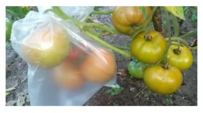 jazuu - #ogrodnictwo

Mam dużo zielonych pomidorów na krzakach, zastanawiam się czy t...