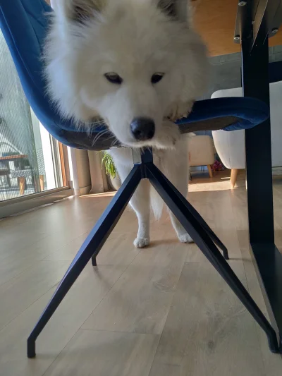 Luko - #smiesznypiesek #samoyed