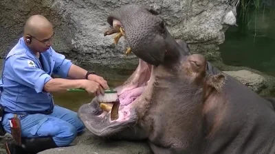 cheeseandonion - >Hippos have self-sharpening teeth which are used for both chewing a...