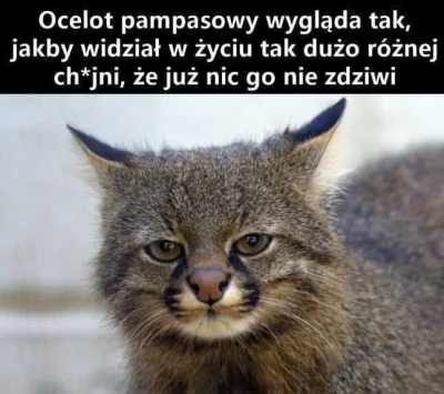 BenizBurger - #heheszki #humorobrazkowy #koty #smiesznypiesek