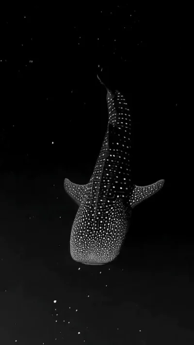 mamut2000 - #zwierzaczki #zwierzeta 
Rekin wielorybi wygląda jakby szybował w kosmos...