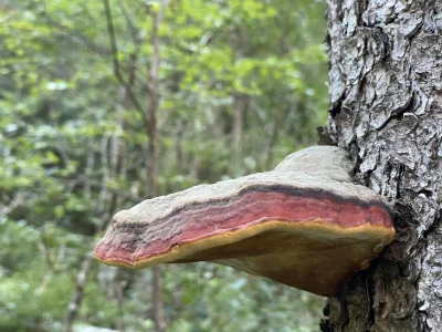 cuda_maker - Pniarek obrzeżony (Fomitopsis pinicola) Hej! Będę wrzucał pod tagiem #cu...