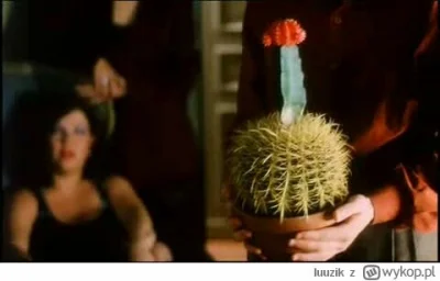 J.....e - @almex: a bezcenny argentyński kaktus masz?