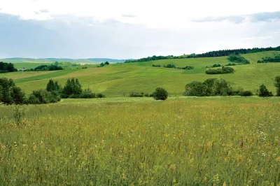 PrezesBoss - puszcza Białowieska i większość lasów w Polsce wiosna 2023 ( ͡~ ͜ʖ ͡°)