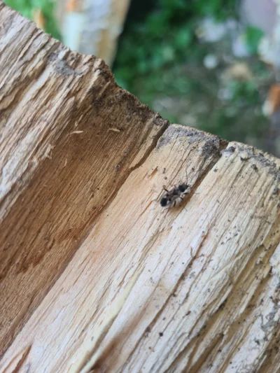 lusssak - #lasłaś #drewno orientuje się ktoś może co to za owad ? Zaległo mi się to w...