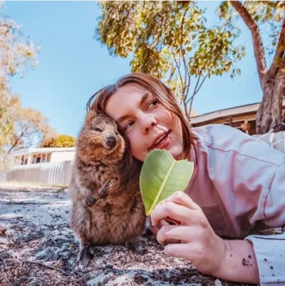 hcbadixhc - Do człowieka przytulić się muszę bo liście zjeść muszę. 
#quokka #quokka...