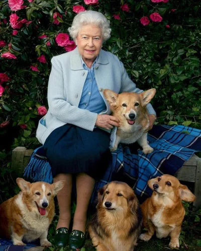nowyjesttu - Królowa Elżbieta kochała psy. Miała ponad 30 psów rasy corgie, które z n...