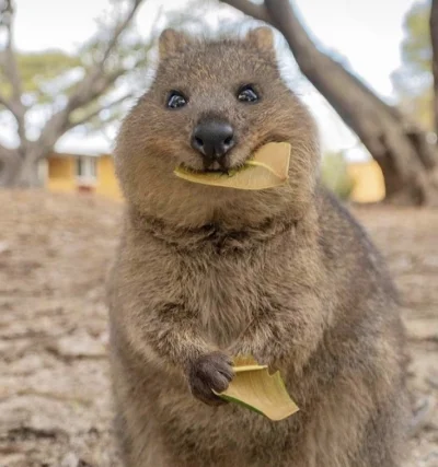 hcbadixhc - Liście w okresie żółknięcia smakują najlepiej.
#quokka #quokkanadzis #zw...